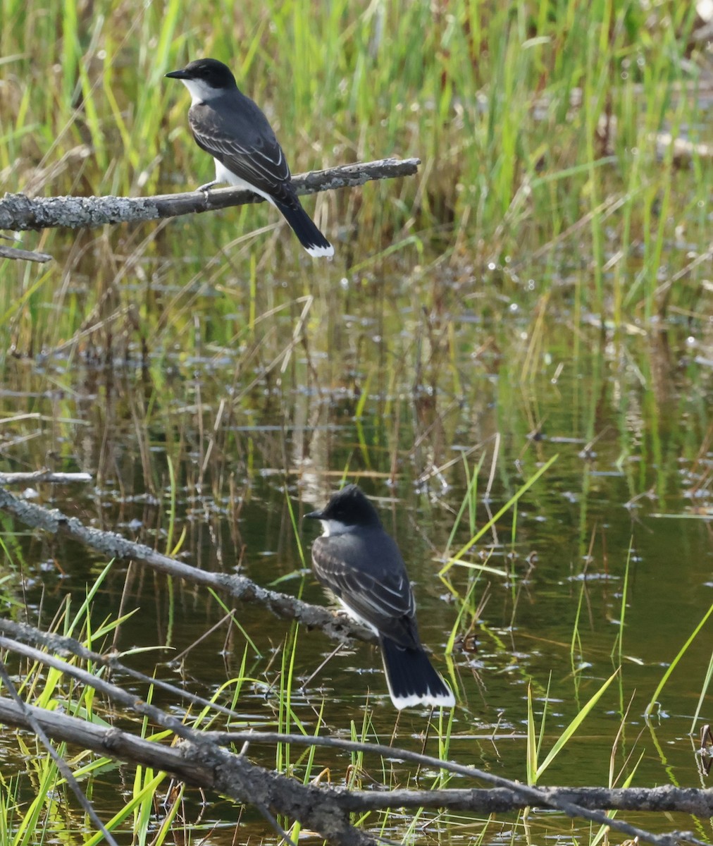 Eastern Kingbird - Jean-Pierre Gagné