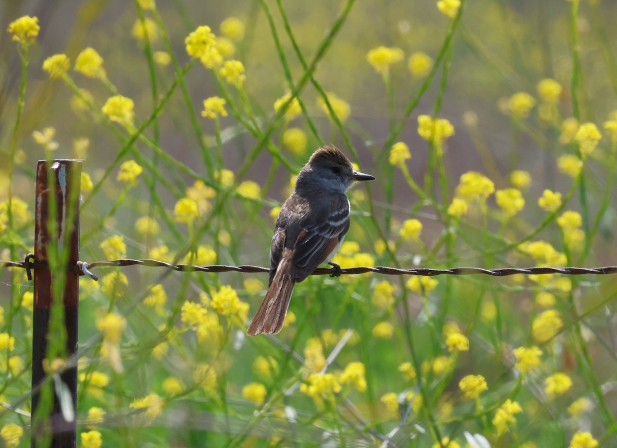 Ash-throated Flycatcher - Angela Kenny