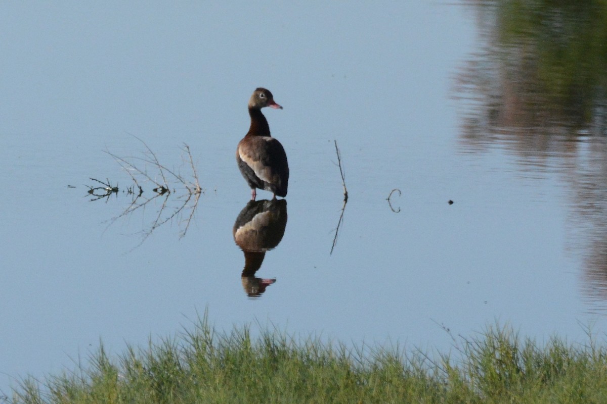 Black-bellied Whistling-Duck - Cathy Pasterczyk