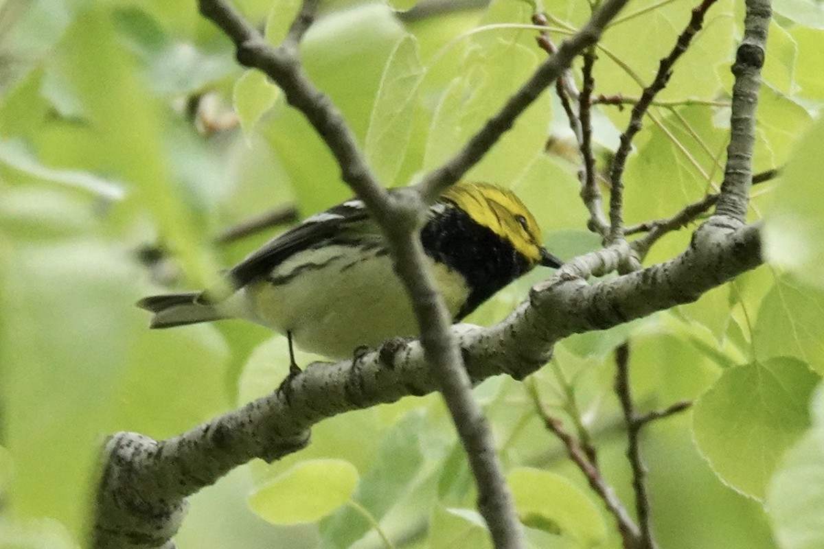 Black-throated Green Warbler - Gilbert Bouchard