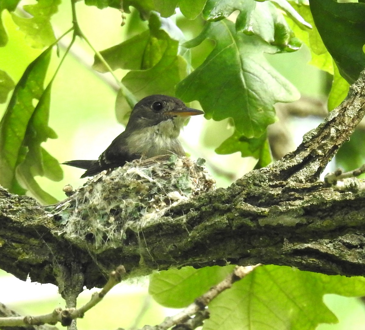 Eastern Wood-Pewee - James Estep