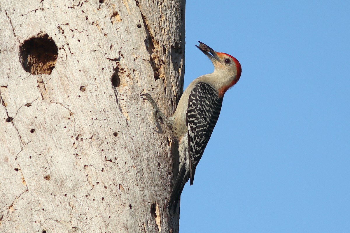 Red-bellied Woodpecker - Vince Capp