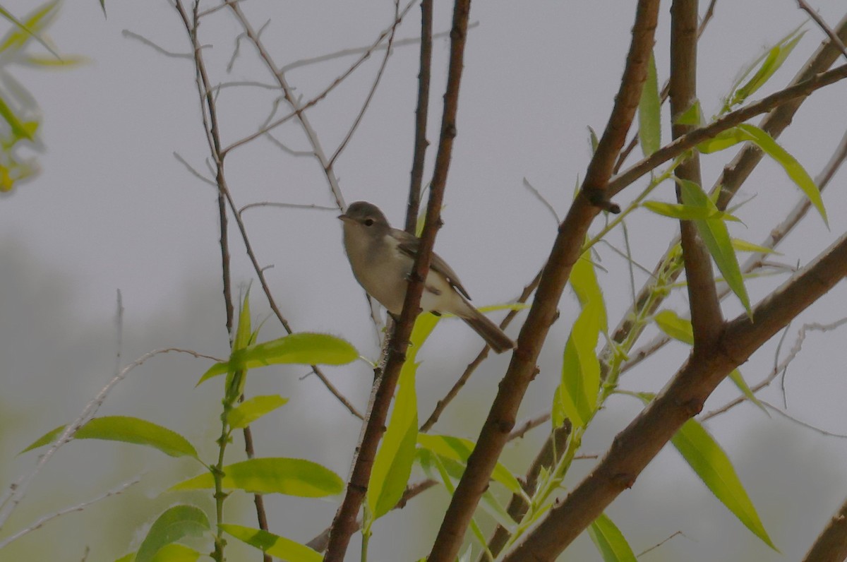 Bell's Vireo - Angela Kenny