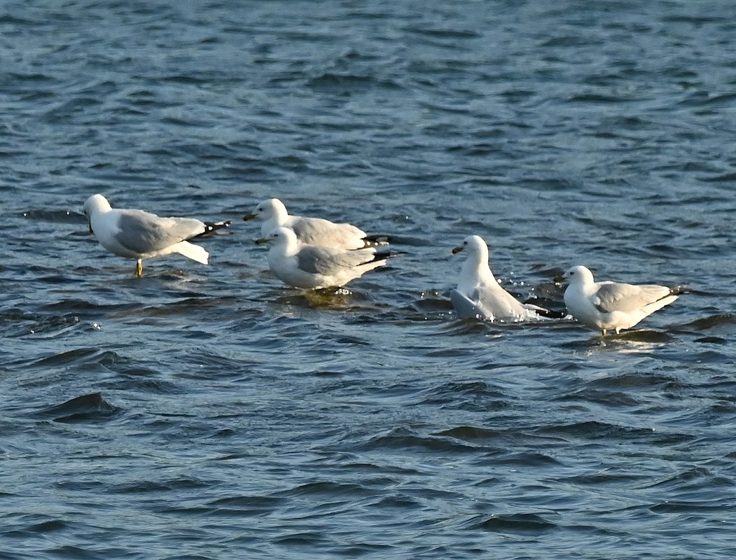 Ring-billed Gull - Regis Fortin