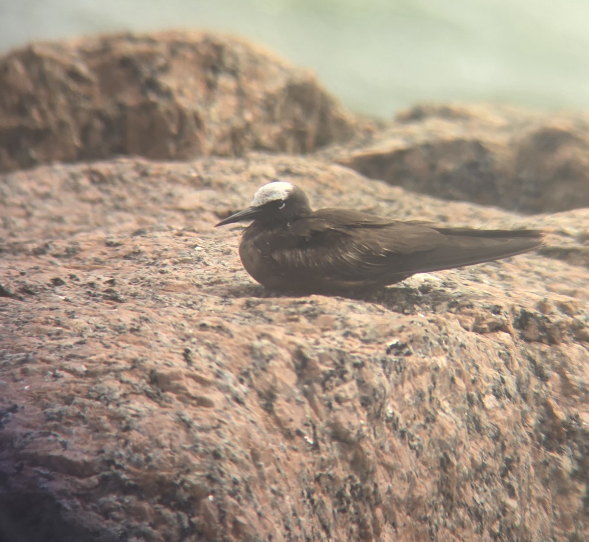 Black Noddy - Cameron G Johnson