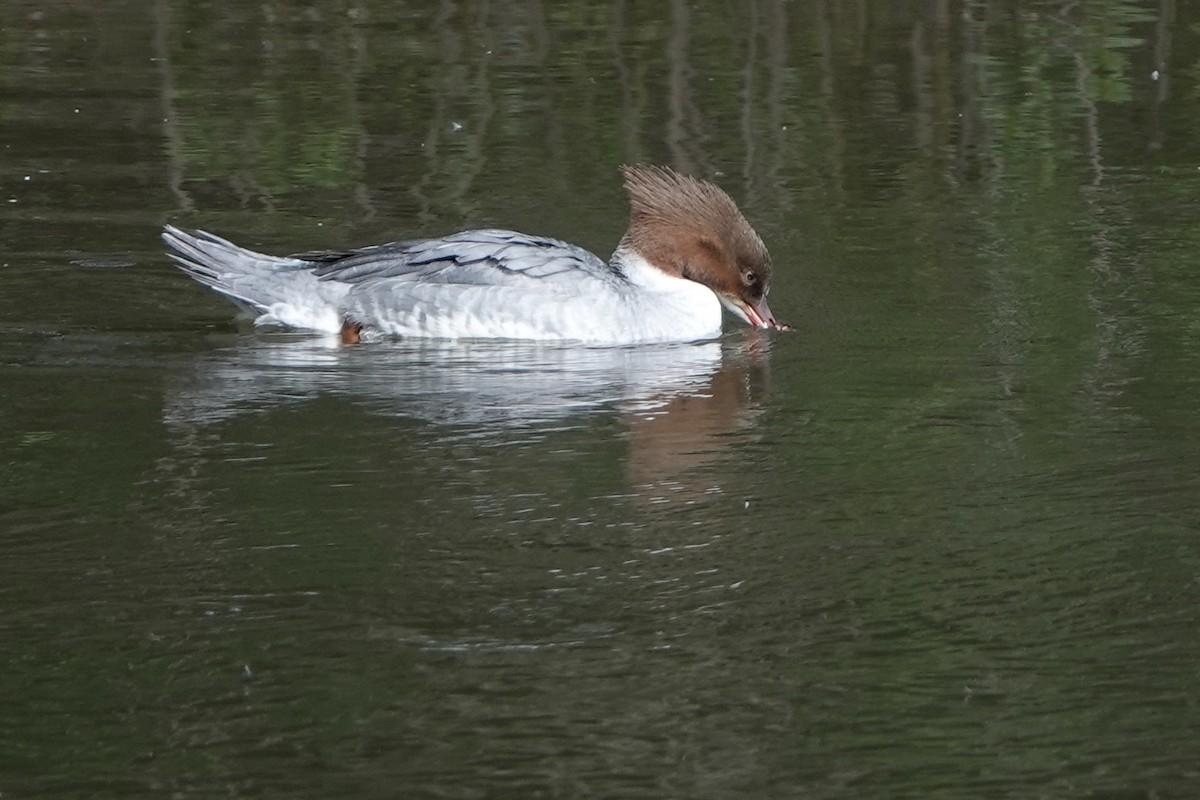 Common Merganser - David Oulsnam