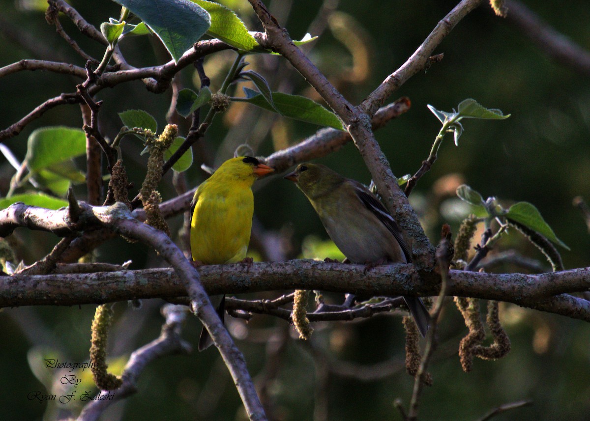 American Goldfinch - Ryan Zaleski