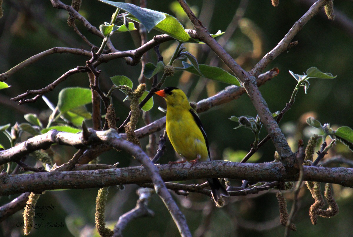 American Goldfinch - Ryan Zaleski