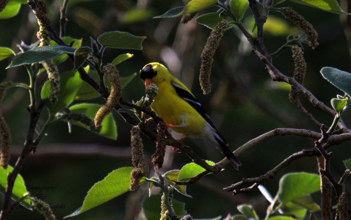 American Goldfinch - Ryan Zaleski