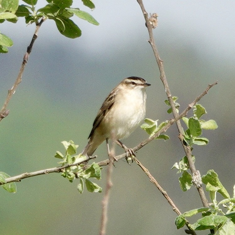 Sedge Warbler - JoAnn Girard