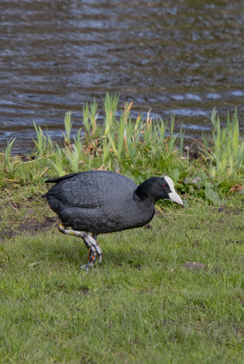 Eurasian Coot - Mónica Thurman