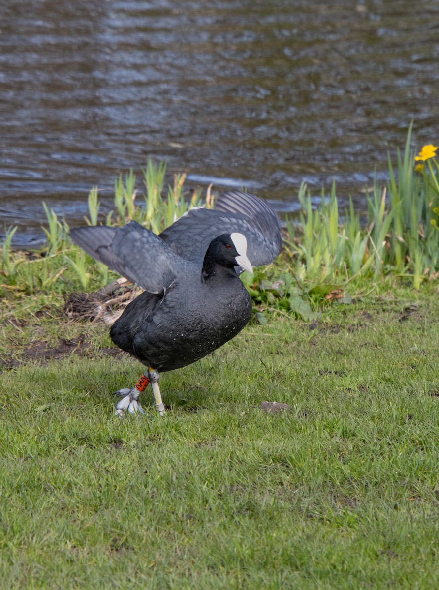 Eurasian Coot - Mónica Thurman