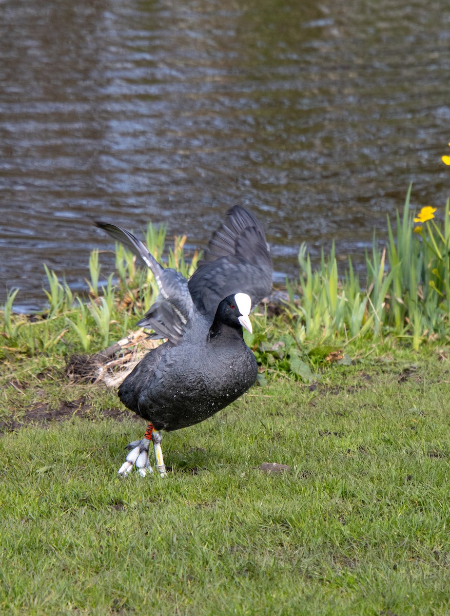 Eurasian Coot - Mónica Thurman