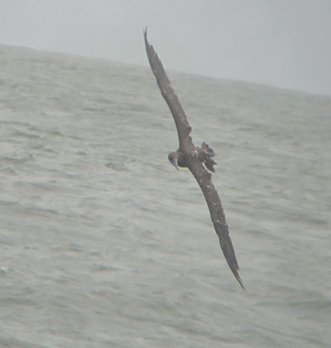 Brown Booby - ML619527783