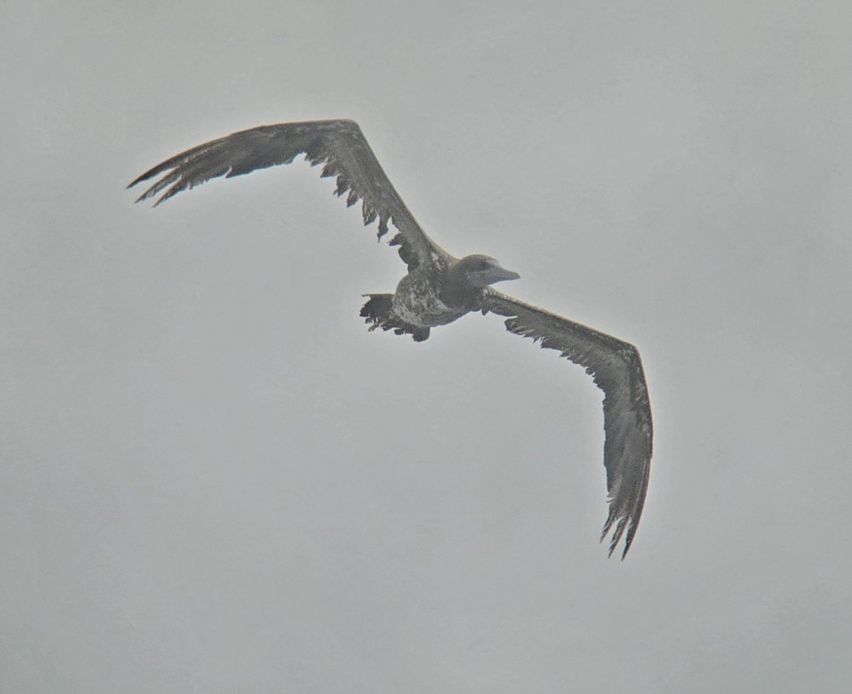 Brown Booby - Cameron G Johnson