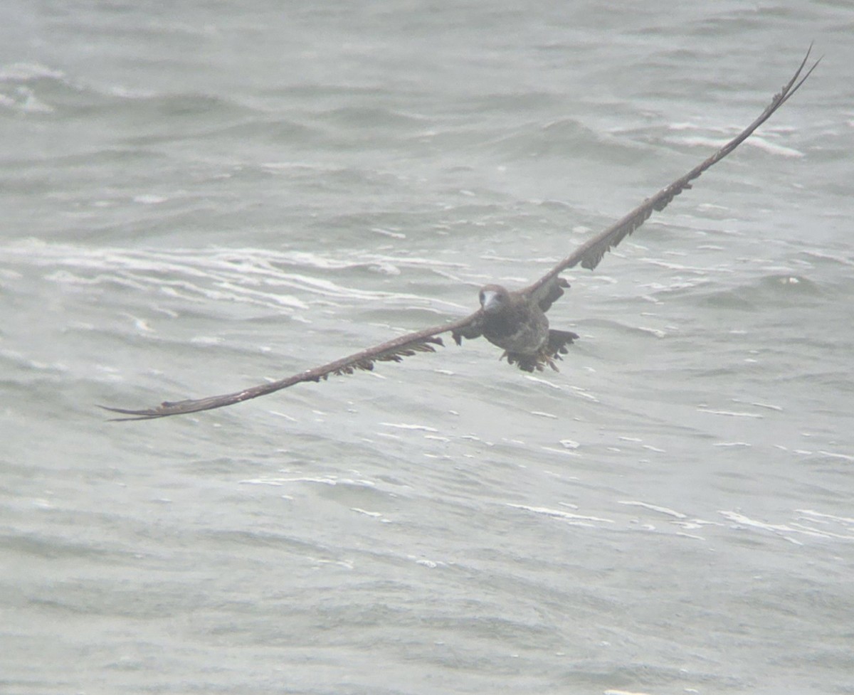 Brown Booby - Cameron G Johnson