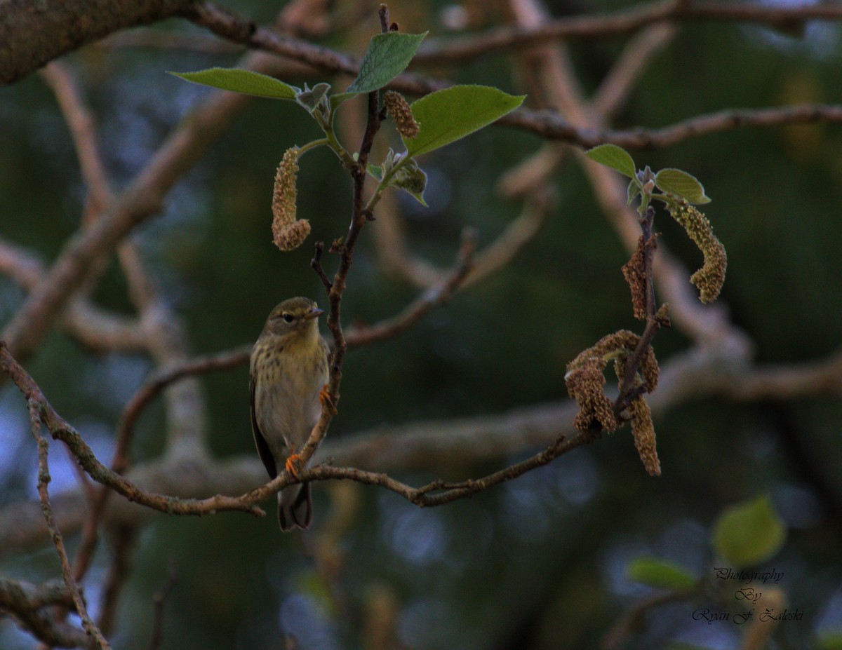 Blackpoll Warbler - Ryan Zaleski