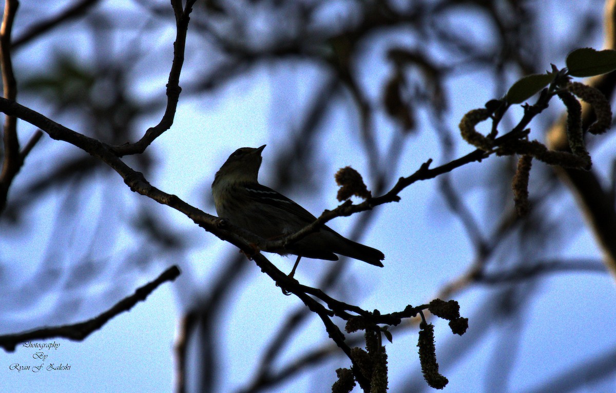 Blackpoll Warbler - Ryan Zaleski