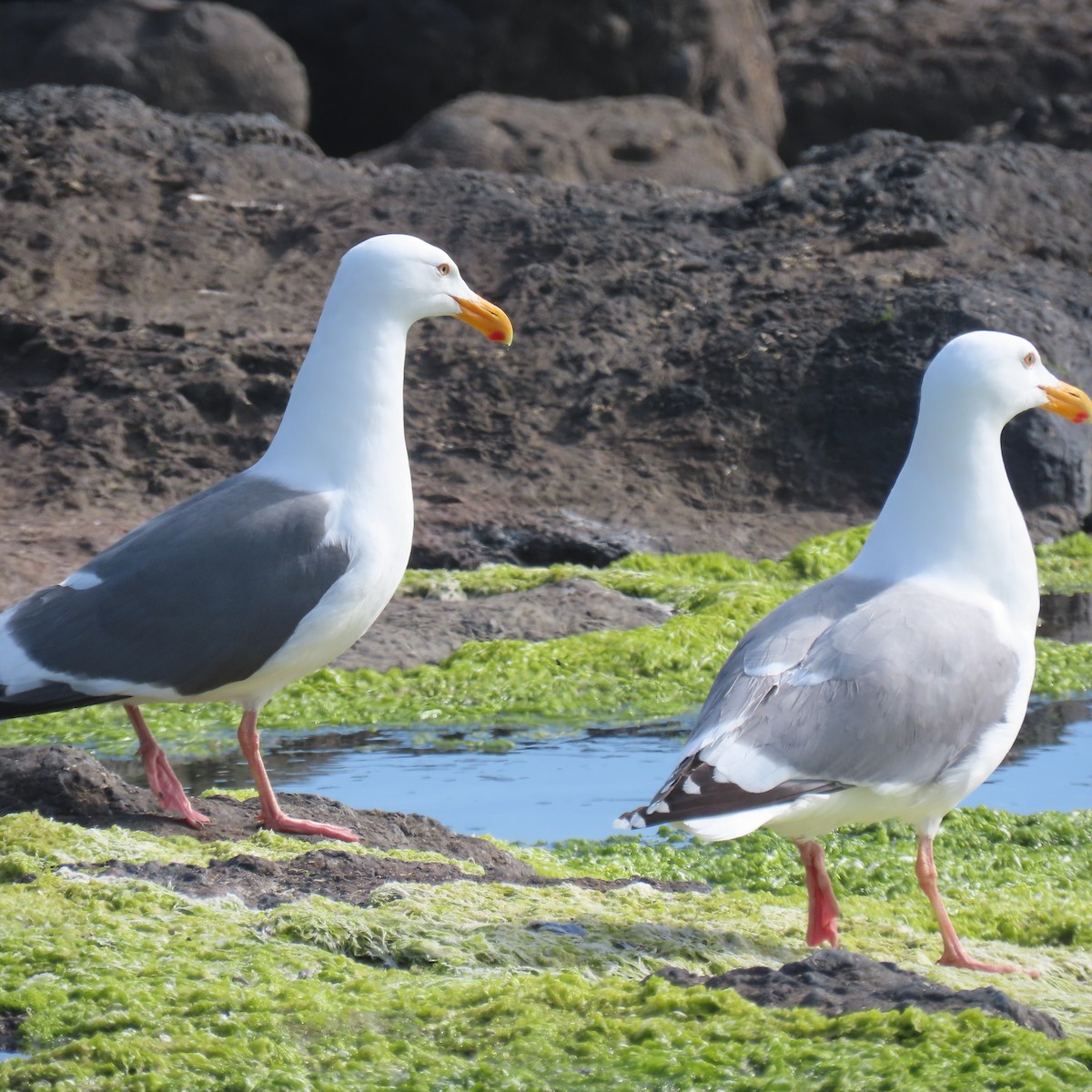 Western Gull - Nathan Trimble