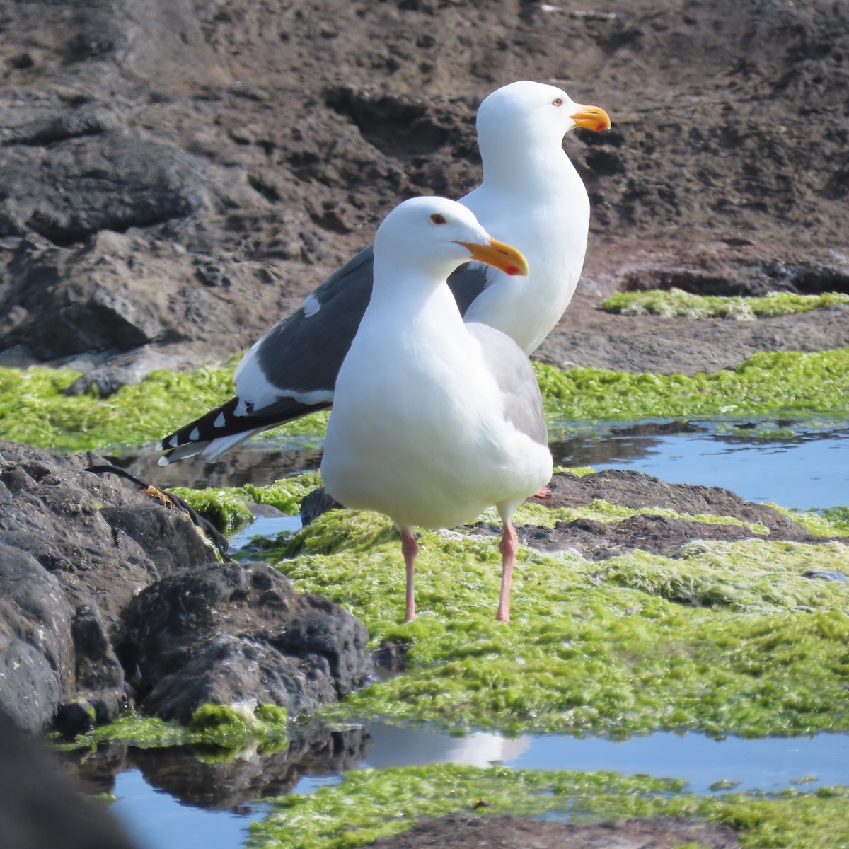 Western Gull - ML619527809