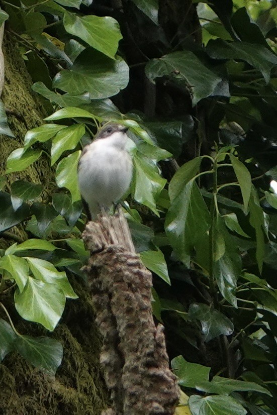 European Pied Flycatcher - David Oulsnam