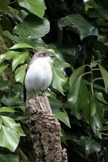 European Pied Flycatcher - David Oulsnam