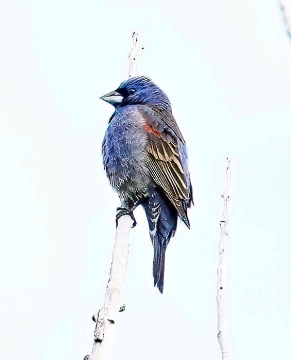 Blue Grosbeak - Jim Ward