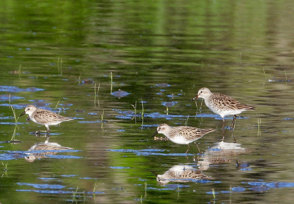 White-rumped Sandpiper - Pat Hare