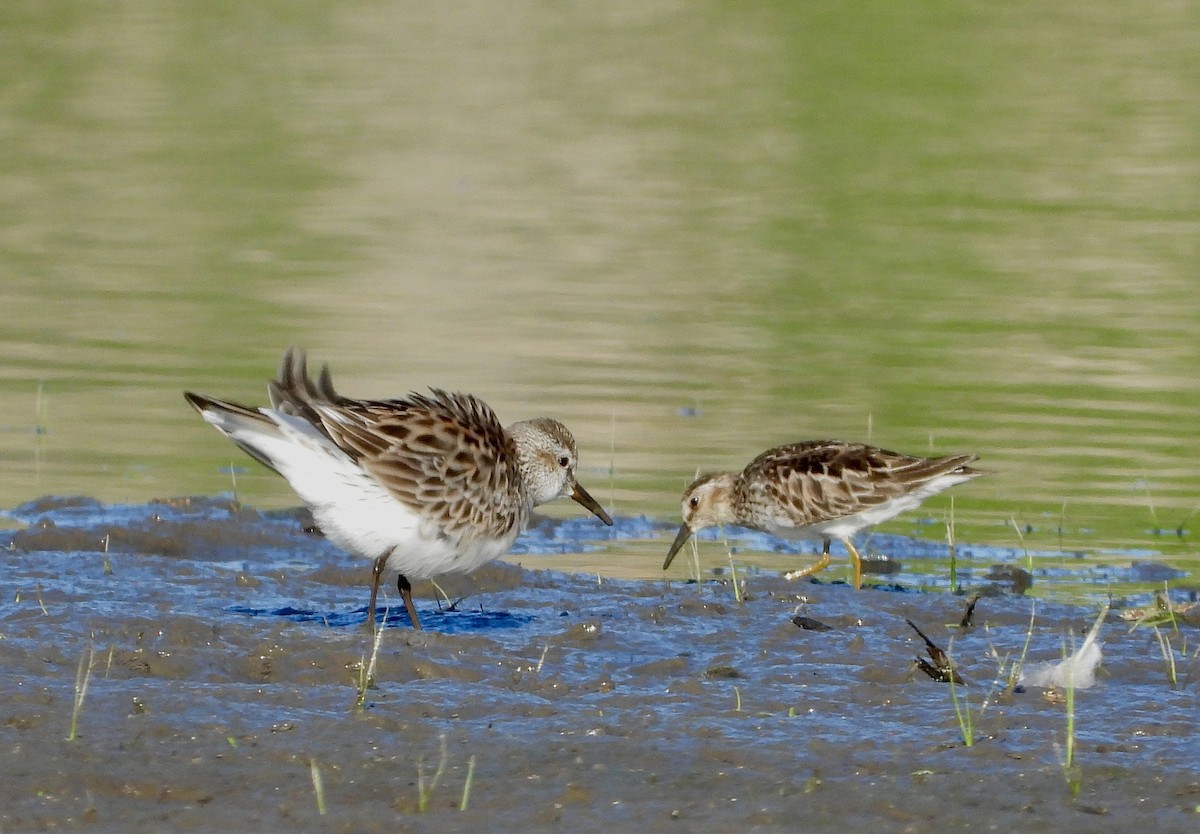 White-rumped Sandpiper - Pat Hare