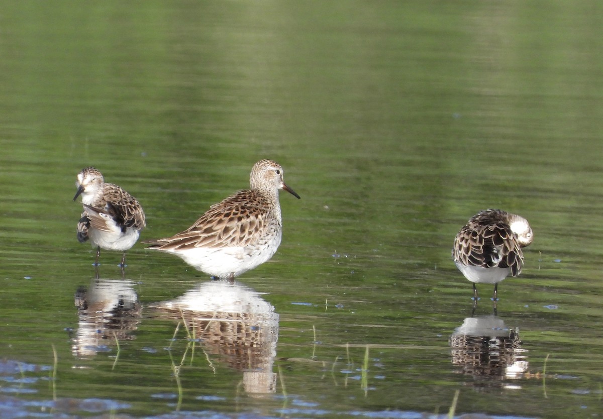 White-rumped Sandpiper - Pat Hare