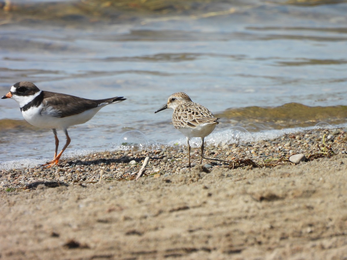 Semipalmated Plover - Armand  Collins