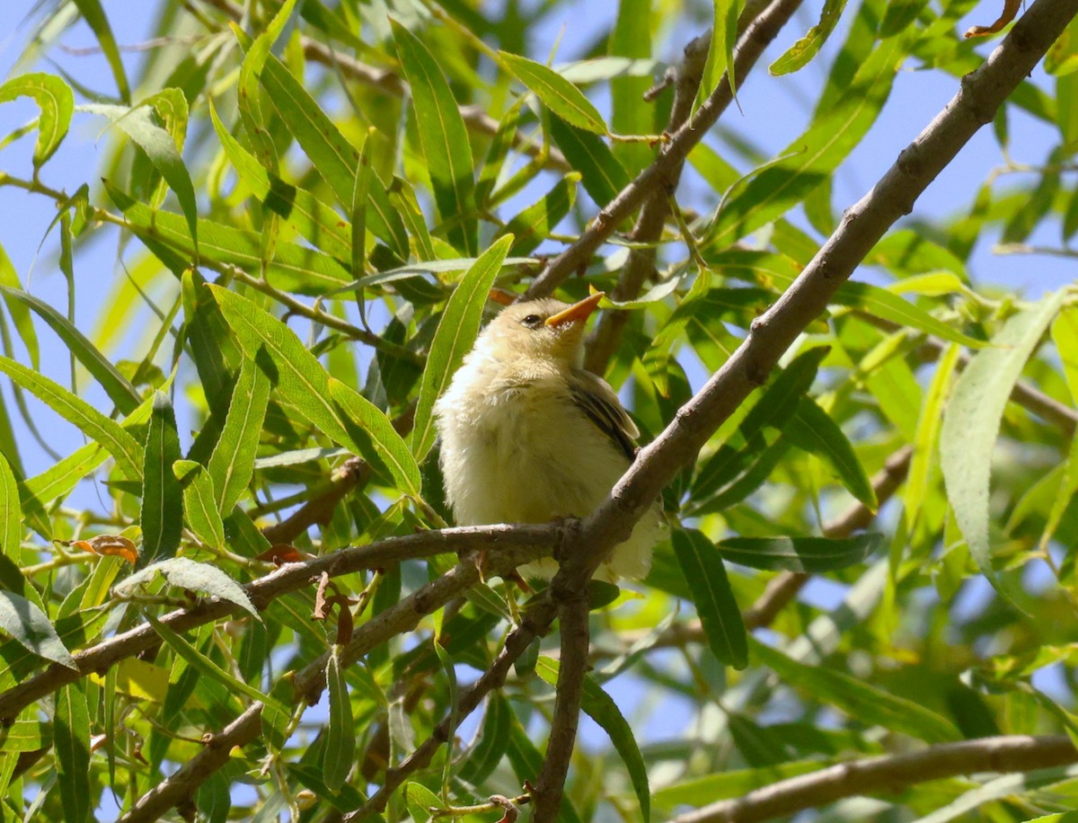 Hooded Oriole - Angela Kenny