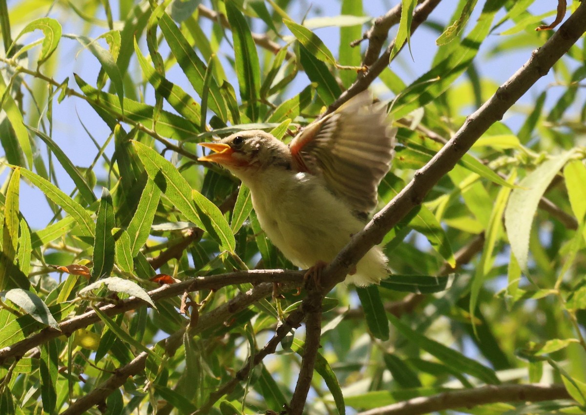 Hooded Oriole - ML619527834