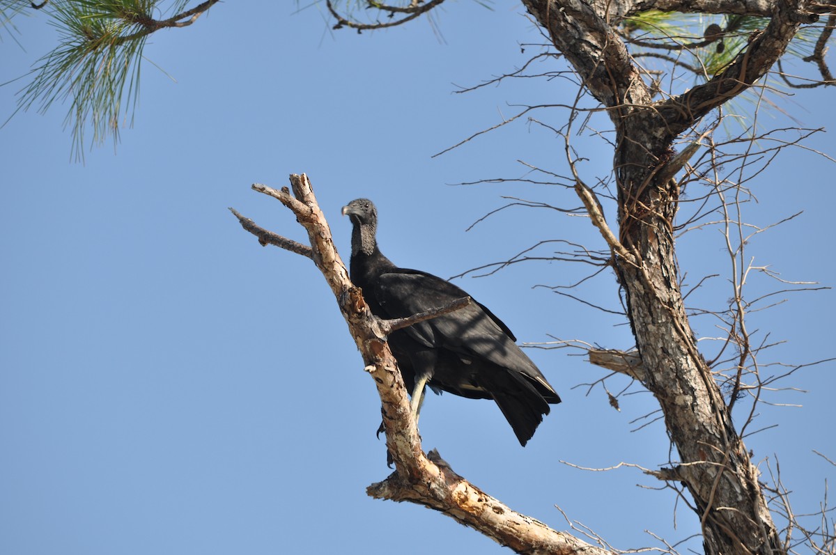 Black Vulture - Colin Giebner