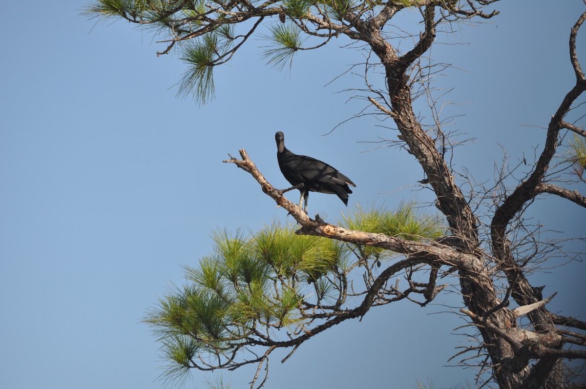 Black Vulture - Colin Giebner