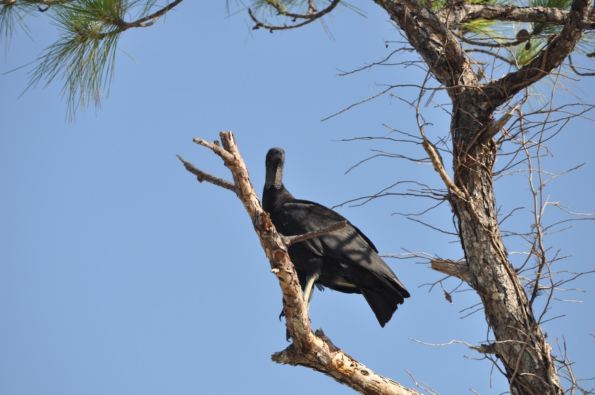 Black Vulture - Colin Giebner