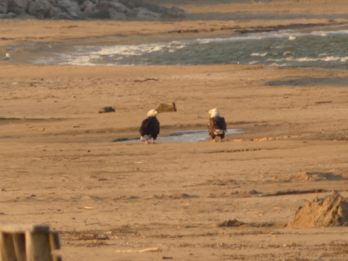 Bald Eagle - Jeff DeRuyter