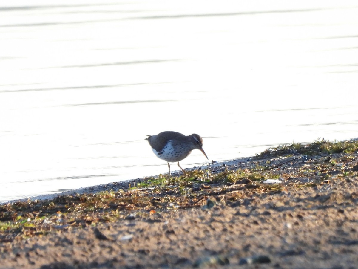 Spotted Sandpiper - Armand  Collins