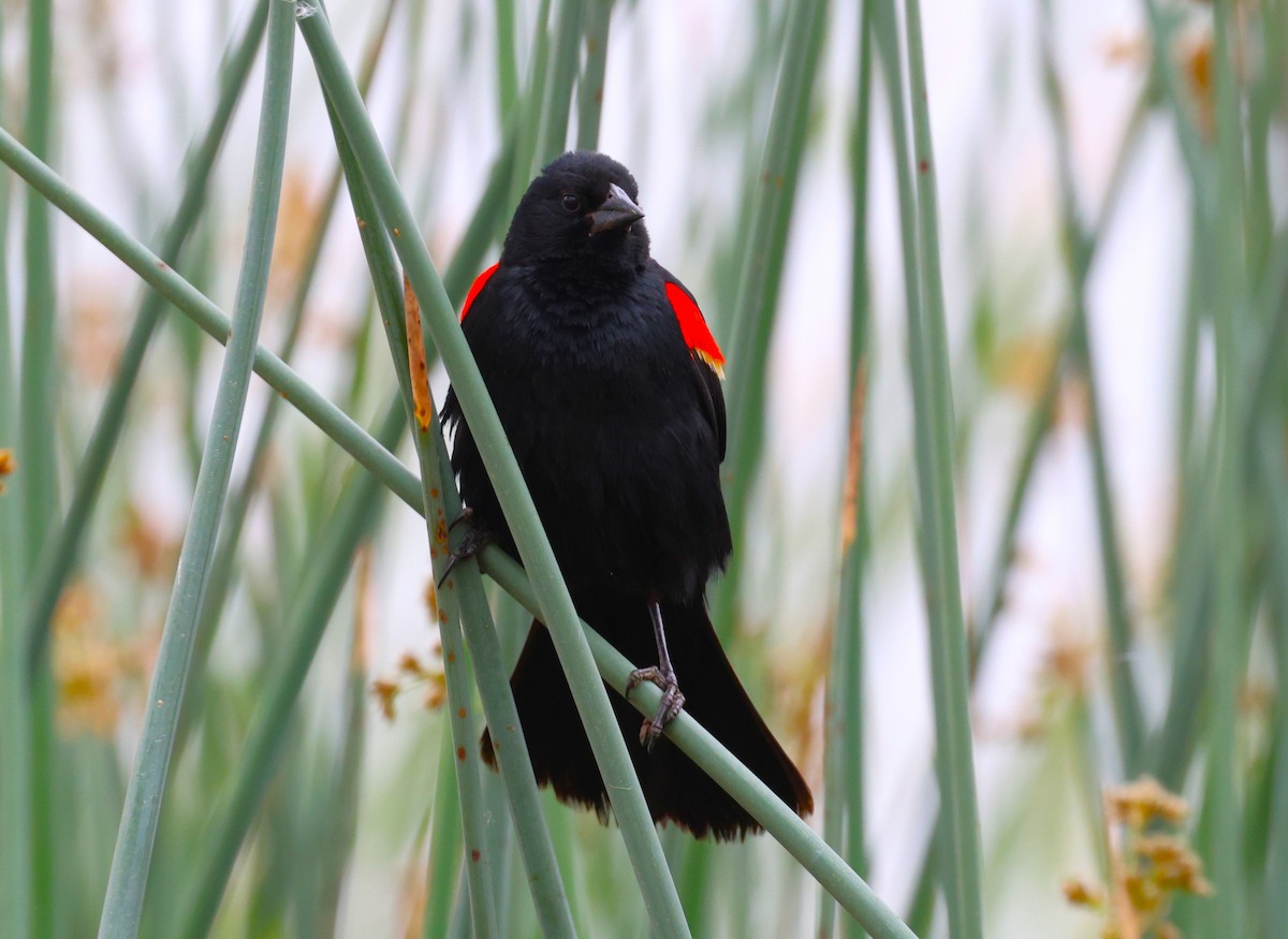 Red-winged Blackbird - Angela Kenny