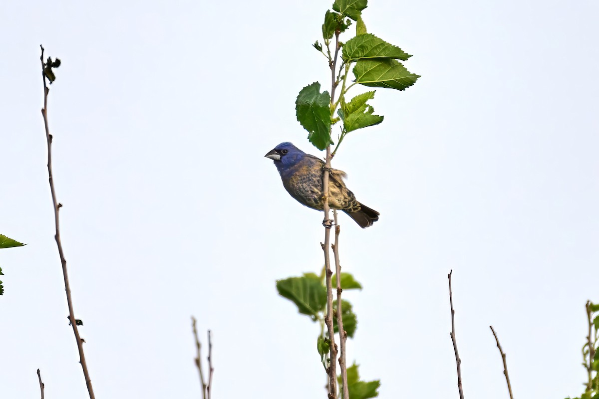 Blue Grosbeak - Charlie Shields