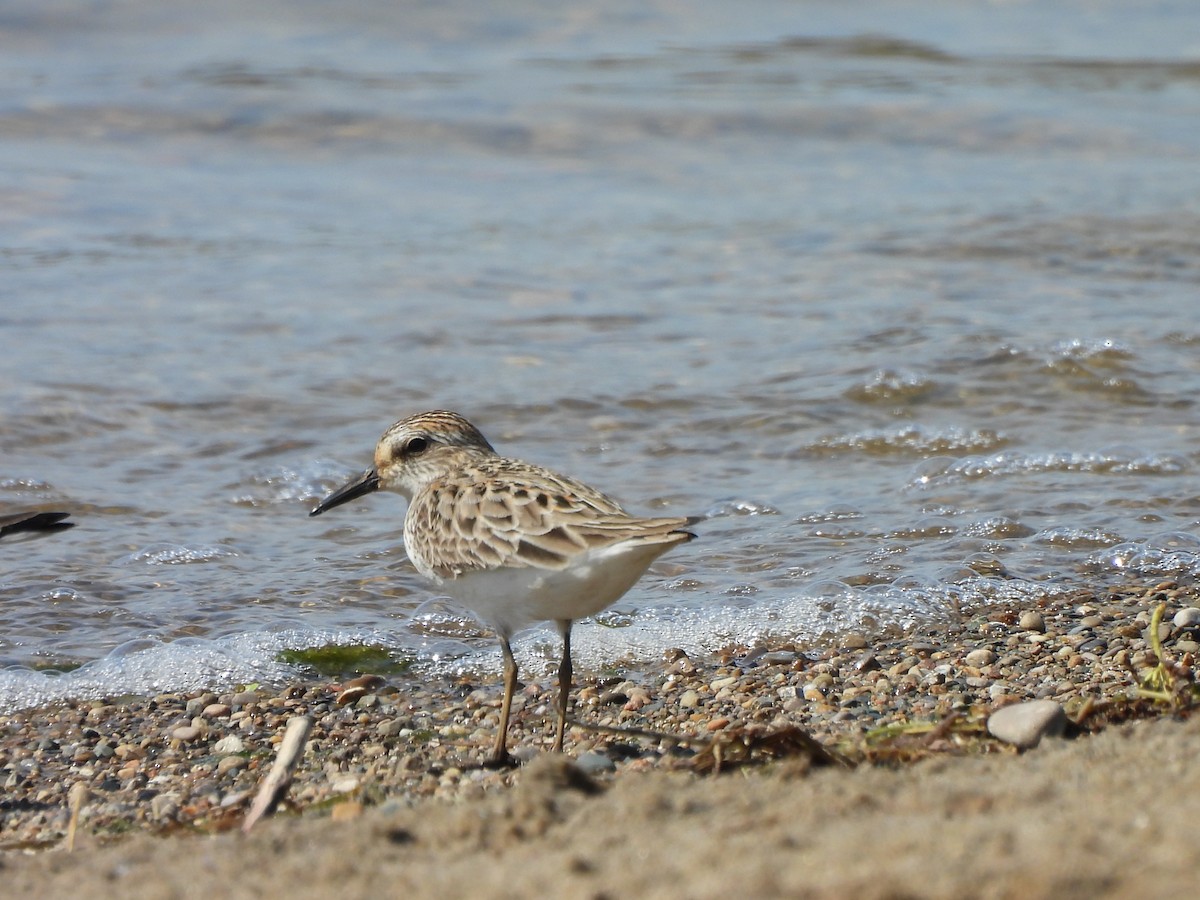 Semipalmated Sandpiper - Armand  Collins