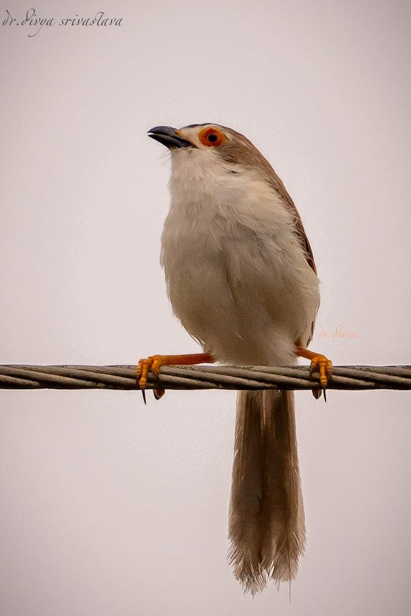 Timalí Ojigualdo - ML619527865