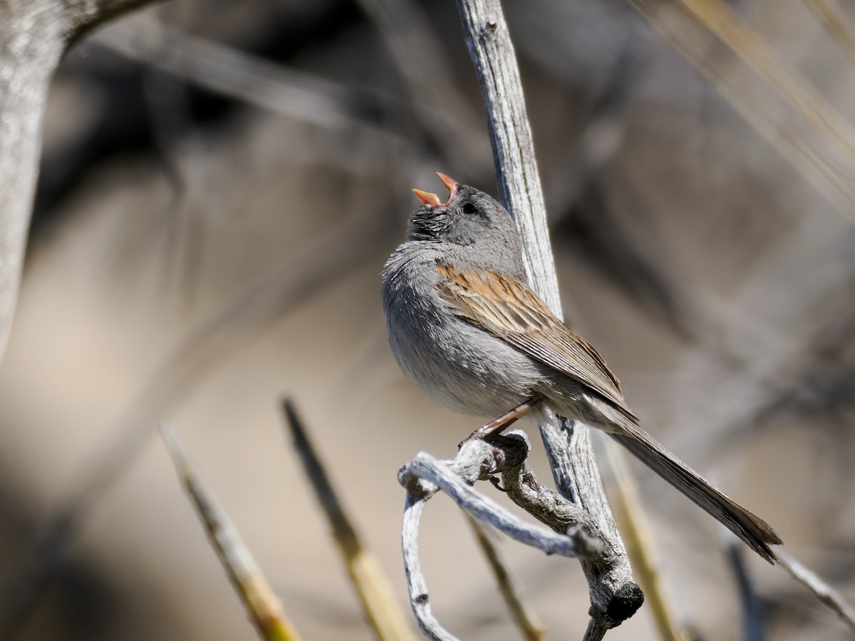 Black-chinned Sparrow - Nick Athanas