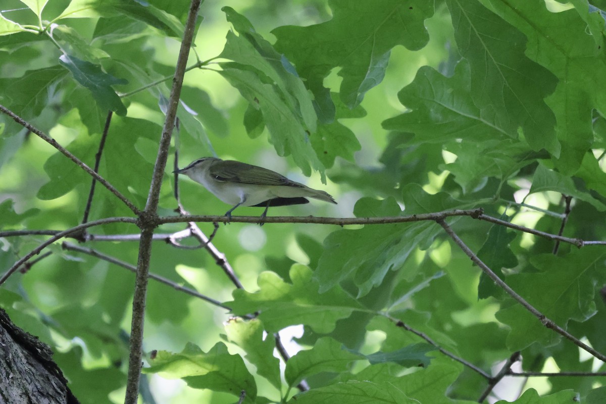 Red-eyed Vireo - Vickie Baily