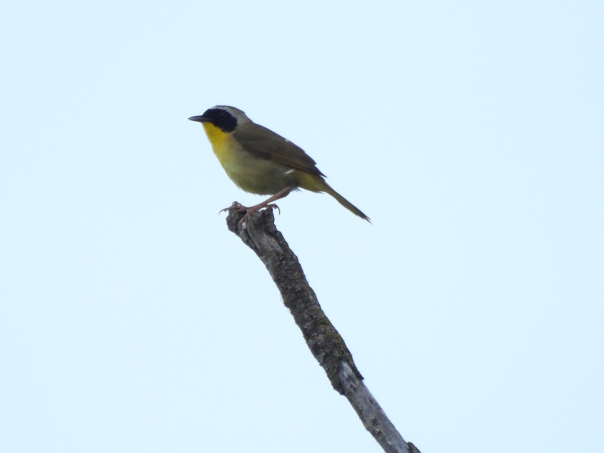 Common Yellowthroat - Armand  Collins