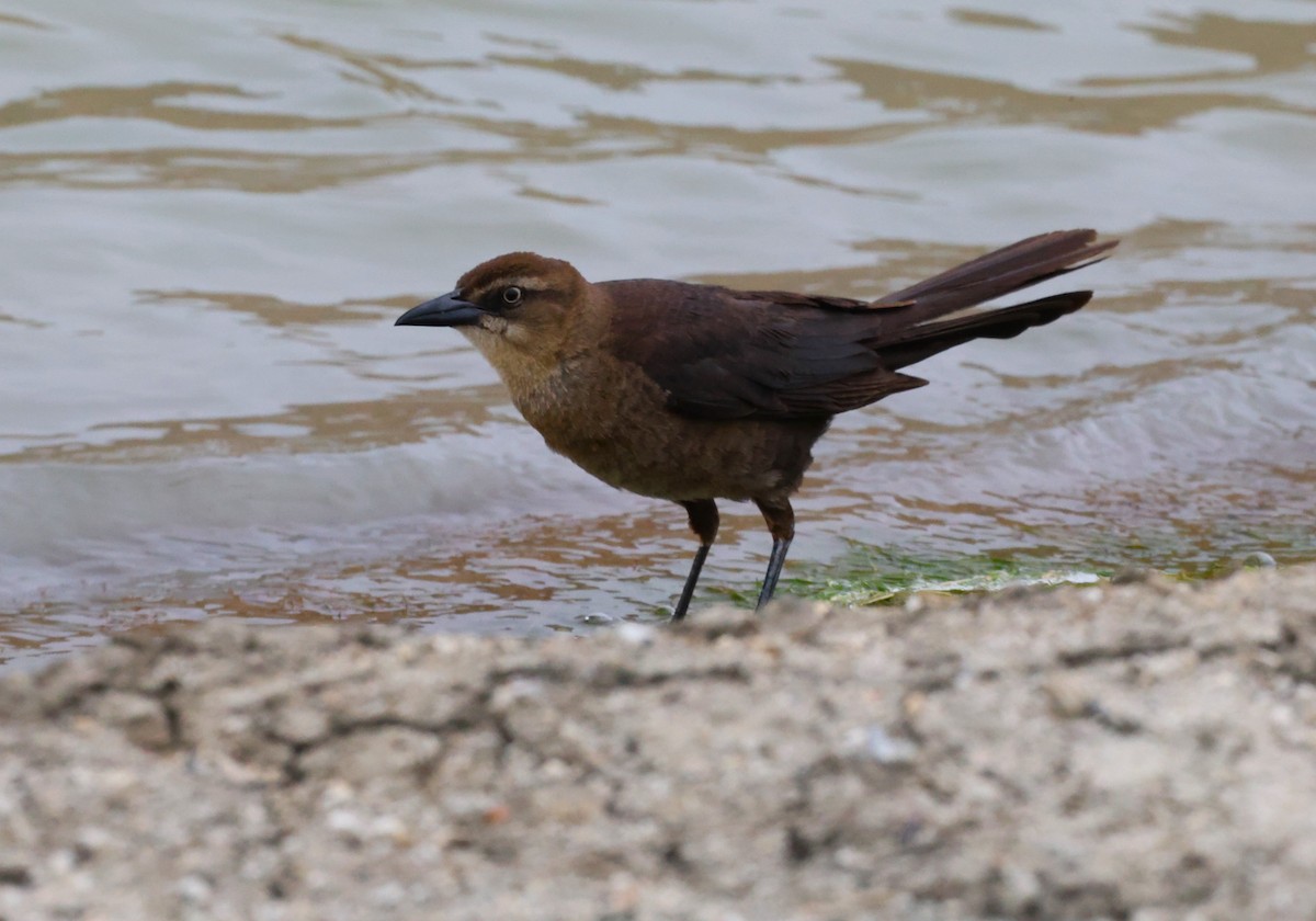 Great-tailed Grackle - Angela Kenny