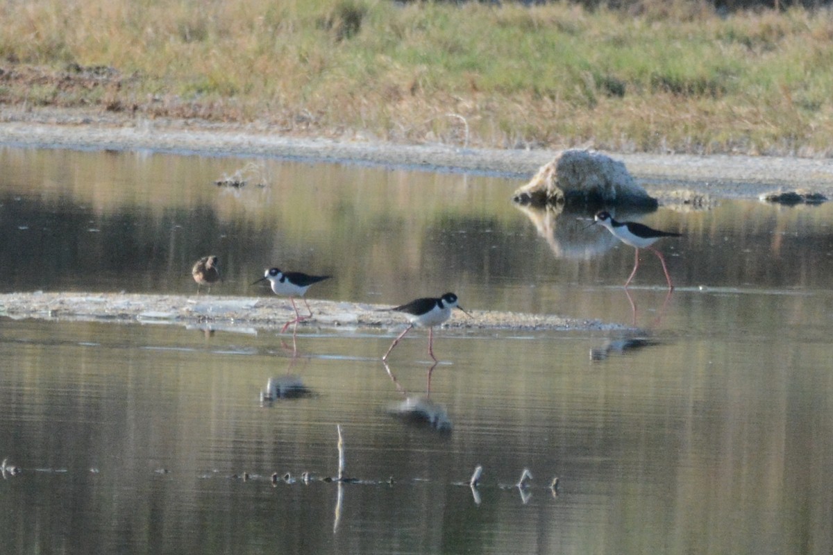 Long-billed Dowitcher - Cathy Pasterczyk