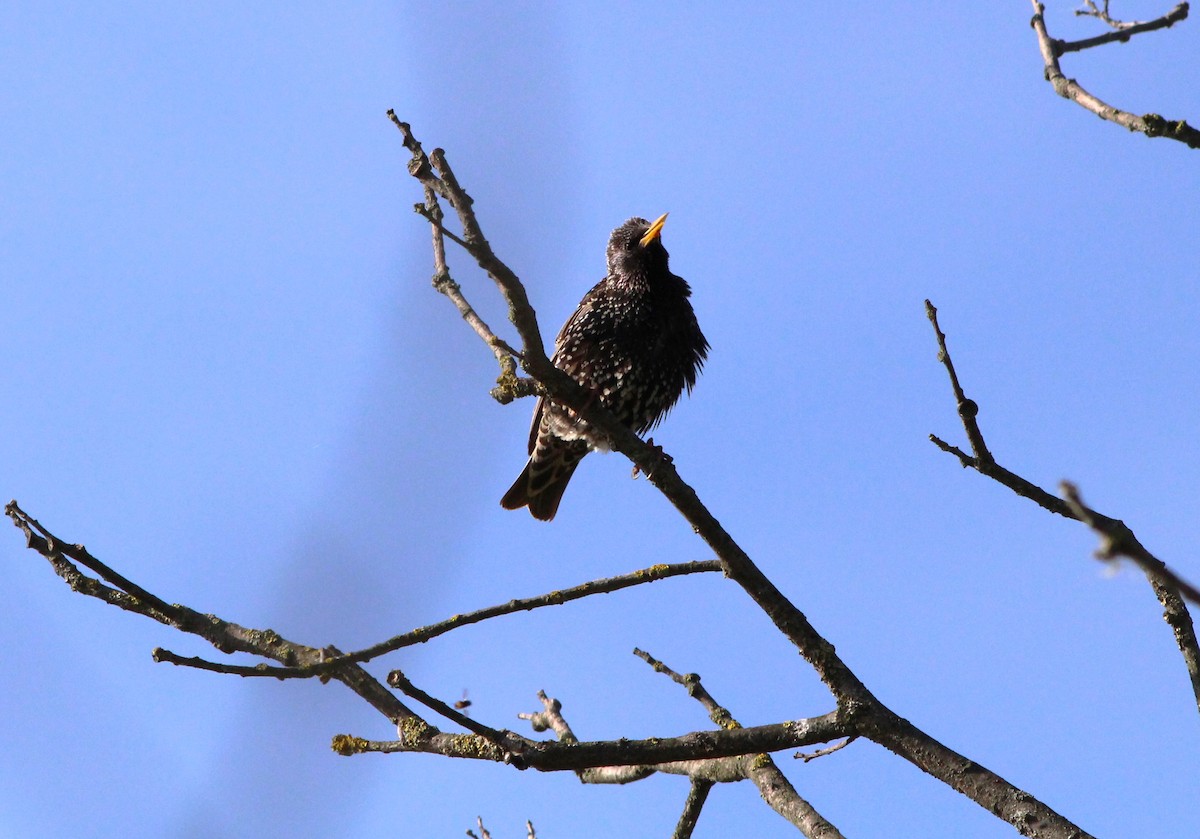 European Starling - Miska Nyul
