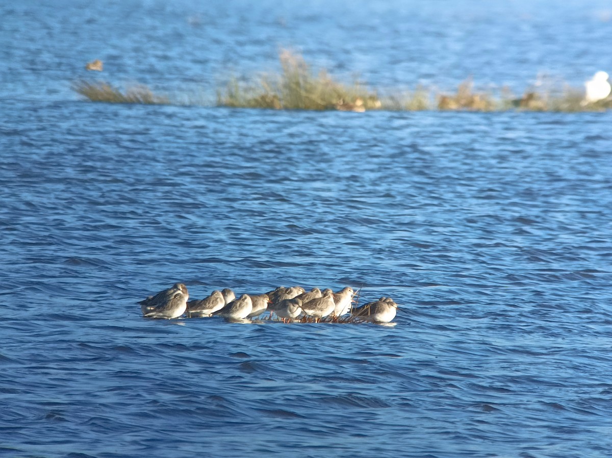 Spotted Redshank - ML619527880