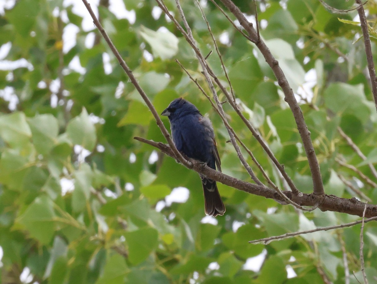 Blue Grosbeak - Angela Kenny